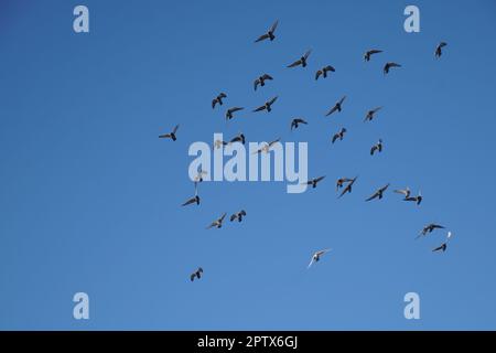 Tauben am Himmel Stock Photo