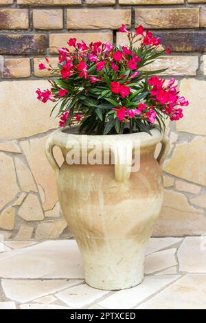 oleander flowers in a clay amphora Stock Photo