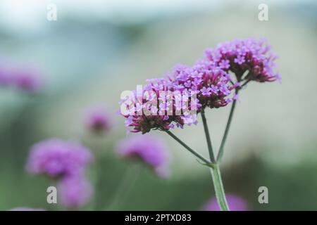 Verbena is blooming and beautiful in the rainy season. Stock Photo