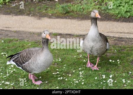 Two greylag geese ( Anser anser) standing on the grass with daisies (Bellis perennis). Stock Photo