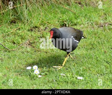 A Eurasian common moorhen (Gallinula chloropus) walking on the grass with daisies. Stock Photo