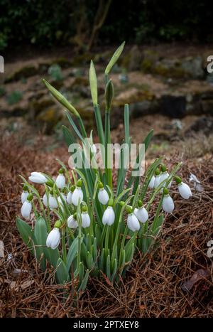Snowdrops and Daffodils white flowers and buds growing in a rock garden with gravel base Stock Photo