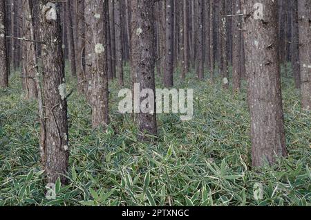 Forest of Japanese larch Larix kaempferi. Nikko National Park. Japan. Stock Photo