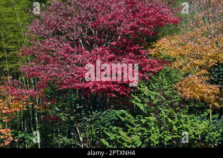 Mixed forest in autumn. Nikko National Park. Japan. Stock Photo