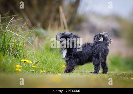 a cute little black bolonka looks at camera Stock Photo