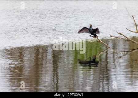 a black cormorant spreads its wings to dry Stock Photo