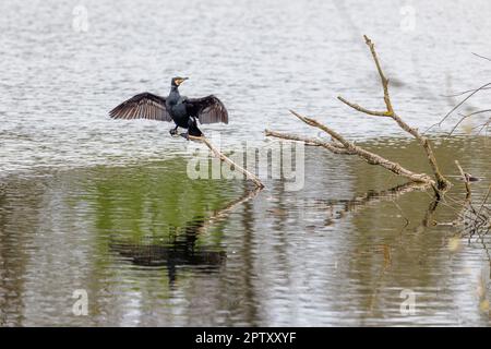 a black cormorant spreads its wings to dry Stock Photo