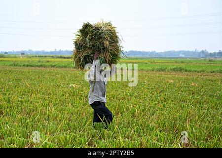 Bangladeshi farmers carry bundles of harvested paddy at Saver in Dhaka, Bangladesh, on April 28, 2023. The dominant food crop of Bangladesh is rice. Rice sector contributes one-half of the agricultural GDP and one-sixth of the national income in Bangladesh. Almost all of the 13 million farm families of the country grow rice. Rice is grown on about 10.5 million hectares, which has remained almost stable over the past three decades. About 75% of the total cropped area and over 80% of the total irrigated area is planted to rice. Thus, rice plays a vital role in the livelihood of the people of Ban Stock Photo
