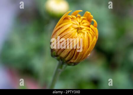 Beautiful buds of chrysanthemum flowers outdoors. Chrysanthemums in the garden.  Yellow colored chrysanthemum flower. Nature Autumn Floral background. Stock Photo
