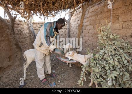 A farmer feeds his sheep in their enclosure in rural Segou Region, Mali, West Africa. 2022 Mali drought and hunger crisis. Stock Photo
