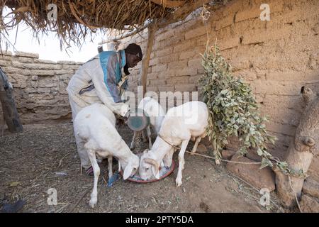 A farmer feeds his sheep in their enclosure in rural Segou Region, Mali, West Africa. 2022 Mali drought and hunger crisis. Stock Photo