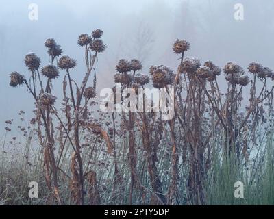 Frosty globe thistle plants with seed pods on a misty winter morning Stock Photo