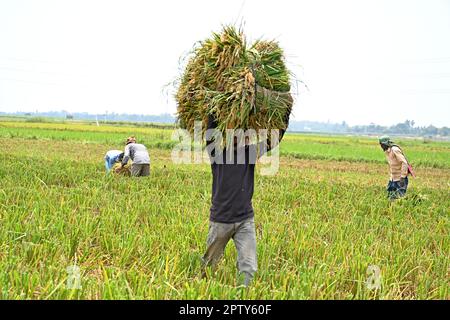 Bangladeshi farmers carry bundles of harvested paddy at Saver in Dhaka, Bangladesh, on April 28, 2023. The dominant food crop of Bangladesh is rice. Rice sector contributes one-half of the agricultural GDP and one-sixth of the national income in Bangladesh. Almost all of the 13 million farm families of the country grow rice. Rice is grown on about 10.5 million hectares, which has remained almost stable over the past three decades. About 75% of the total cropped area and over 80% of the total irrigated area is planted to rice. Thus, rice plays a vital role in the livelihood of the people of Ban Stock Photo