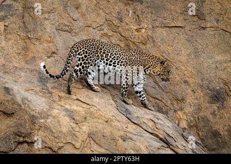Leopard walks across steep rock looking down Stock Photo