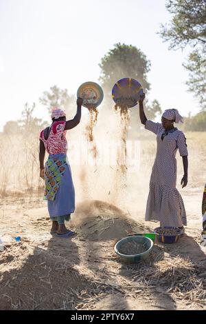 Women winnow their millet crop after harvest in Segou Region, Mali, West Africa. 2022 Mali drought and hunger crisis. Stock Photo