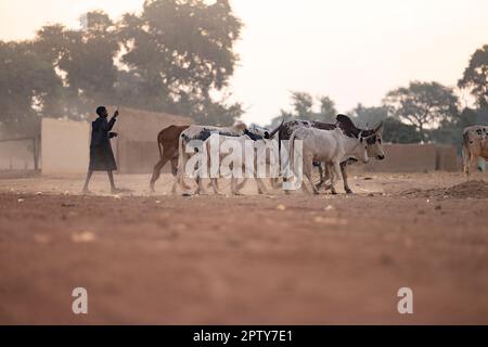 A young boy drives a small herd of cattle through a dusty village in Segou Region, Mali, West Africa. 2022 Mali drought and hunger crisis. Stock Photo