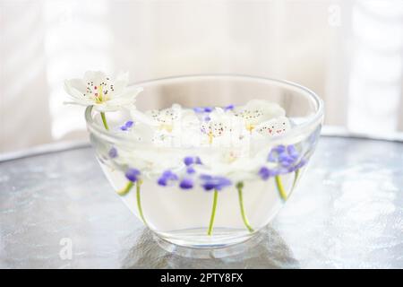 White blooming spring flowers and purple seeds in a glass bowl with water on a glass table. Stock Photo