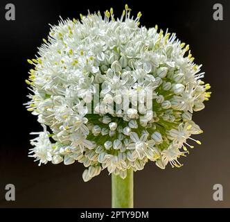 Zwiebel, Allium cepa, ist eine Heilpflanze, und eine der wichtigsten Kuechenkraeuter. Onion, Allium cepa, is a medicinal plant and one of the most imp Stock Photo