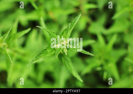 Shallow depth of field photo, only few flowers and leaves in focus, Young stinging nettle (Urtica dioica) plant, with blurred background shot from abo Stock Photo