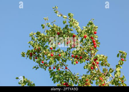 Tree branch with red Mirabelle Plum / Prune (Prunus domestica subsp. syriaca) fruits with blue sky in background. Stock Photo