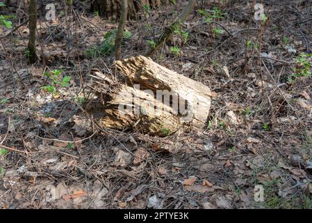 An old dry stump without bark brightly lit by the sun. Rural, garden, country. Stock Photo