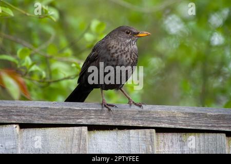 close up portrait of female blackbird perched on a fence with a blurred background Stock Photo