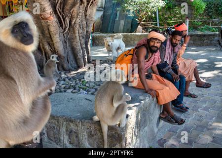 India, Uttarakhand, Rishikesh, Grey langur monkey. (Semnopithecus priam thersites ) and sadhus, holy men. Stock Photo