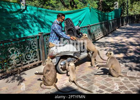 India, Uttarakhand, Rishikesh, Grey langur monkeys. (Semnopithecus priam thersites ) begging for food. Stock Photo