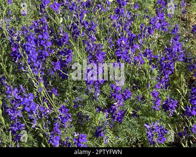 Ackerrittersporn, consolida ajacis ist eine Wild-und Heilpflanze mit blauen Blueten. Barnacle spur, consolida ajacis is a wild and medicinal plant wit Stock Photo