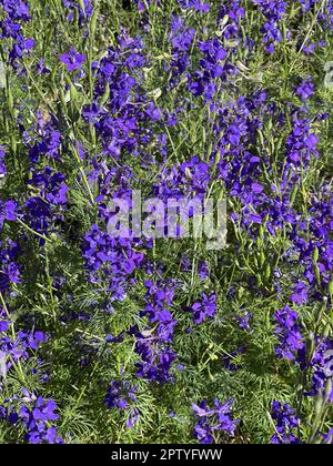 Ackerrittersporn, consolida ajacis ist eine Wild-und Heilpflanze mit blauen Blueten. Barnacle spur, consolida ajacis is a wild and medicinal plant wit Stock Photo