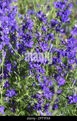 Ackerrittersporn, consolida ajacis ist eine Wild-und Heilpflanze mit blauen Blueten. Barnacle spur, consolida ajacis is a wild and medicinal plant wit Stock Photo