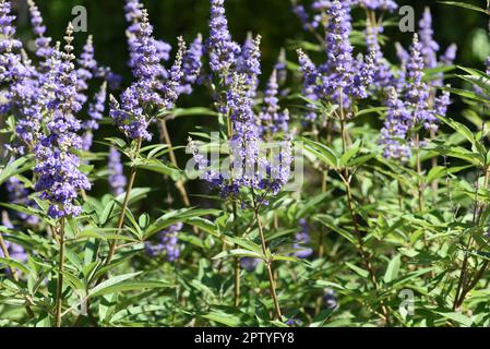 Moenchspfeffer, Vitex agnus ist eine wichtige Heilpflanze und wird auch in der Medizin verwendet. Moenchspfeffer, Vitex agnus is an important medicina Stock Photo