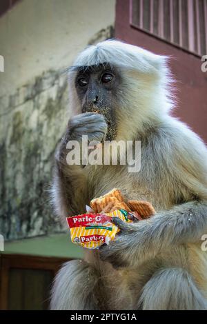India, Uttarakhand, Rishikesh, Grey langur monkey with cookies. (Semnopithecus priam thersites ). Stock Photo