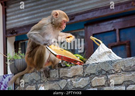 India, Uttarakhand, Rishikesh, Grey langur monkey. (Semnopithecus priam thersites ) explores garbage bag. Stock Photo