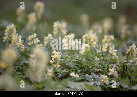 Corydalis Lutea. Yellow flower. Delicate yellow tubular wild flowers with foliage. Blossom forest floor in early spring Stock Photo