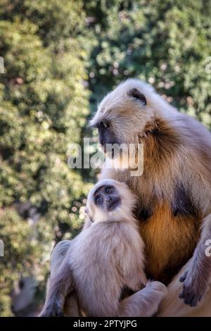 India, Uttarakhand, Rishikesh, Grey langur monkeys. (Semnopithecus priam thersites ). Stock Photo
