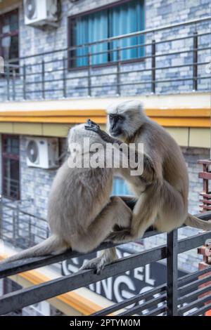 India, Uttarakhand, Rishikesh, Grey langur monkeys. (Semnopithecus priam thersites ) on hotel balcony. Stock Photo