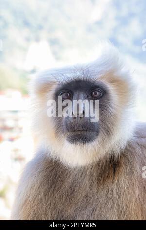 India, Uttarakhand, Rishikesh, Grey langur monkey. (Semnopithecus priam thersites ). Stock Photo