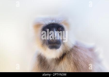 India, Uttarakhand, Rishikesh, Grey langur monkey. (Semnopithecus priam thersites ). Stock Photo