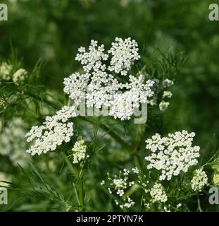 Anis, Pimpinella anisum, ist eine Heil- und Gewuerzpflanze die auch in der Medizin verwendet wird. Anise, Pimpinella anisum, is a medicinal and spice Stock Photo
