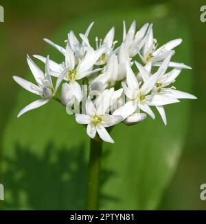 Baerlauch  ist eine wichtige Wildkraut- und Heilpflanze die ein Knoblauchduft  hat mit weissen Blueten. Sie hat mehrere giftige Doppelgaenger, wie Mai Stock Photo