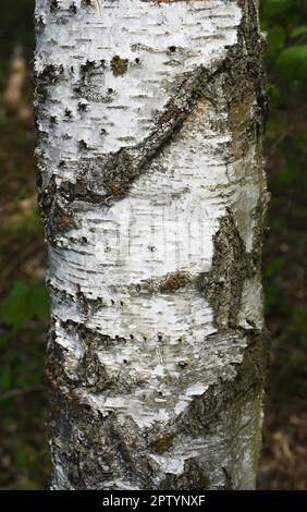 Birkenbaum, Birke Betula, ist ein heimischer, Baum der auch als Heilpflanze medizinisch verwendet wird. Birch tree, birch betula, is a native tree tha Stock Photo