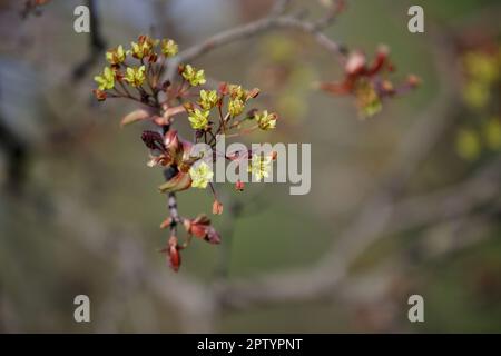 Maple flowers. Closeup. Maple branch with young leaves and flowers Stock Photo