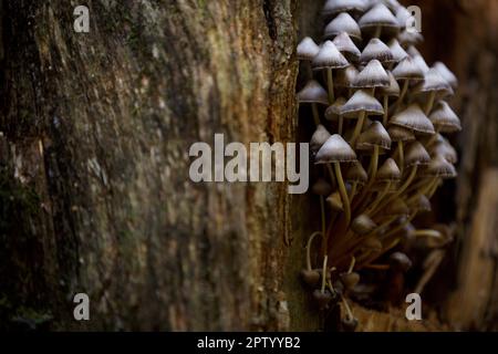Toadstool, poisonous mushroom. Forest mushrooms on a tree trunk with moss. A group of poisonous mushrooms on rotten stump. Psilocybe semilanceata mush Stock Photo