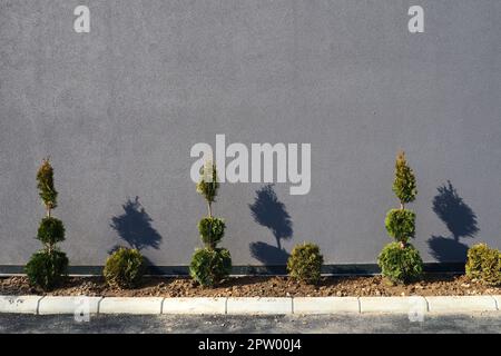 Thuja with a shaped sheared crown. Modern landscape design. Beautiful decoration of the garden, lawn, house territory. A gray wall and bushes near the Stock Photo
