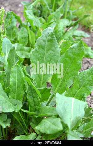 Sorrel grows in open organic soil in the garden Stock Photo