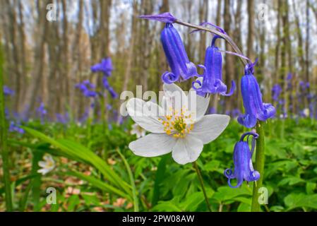Wood anemone (Anemonoides nemorosa) in flower in patch of bluebells (Endymion nonscriptus) flowering in beech forest in spring Stock Photo