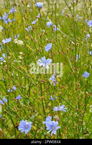 Chicory (Cichorium intybus) blooms in the wild in summer Stock Photo
