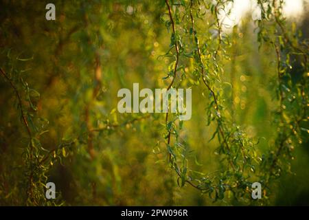 Weeping willow tree branches in sunny spring park. Stock Photo