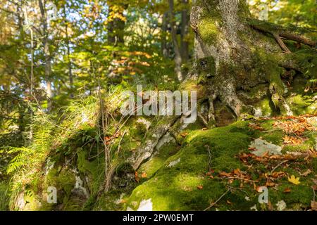 Trail camera very well hidden under a moss on a large tree in summer forest. Scouting device for monitoring wildlife camouflaged on in woodland from w Stock Photo